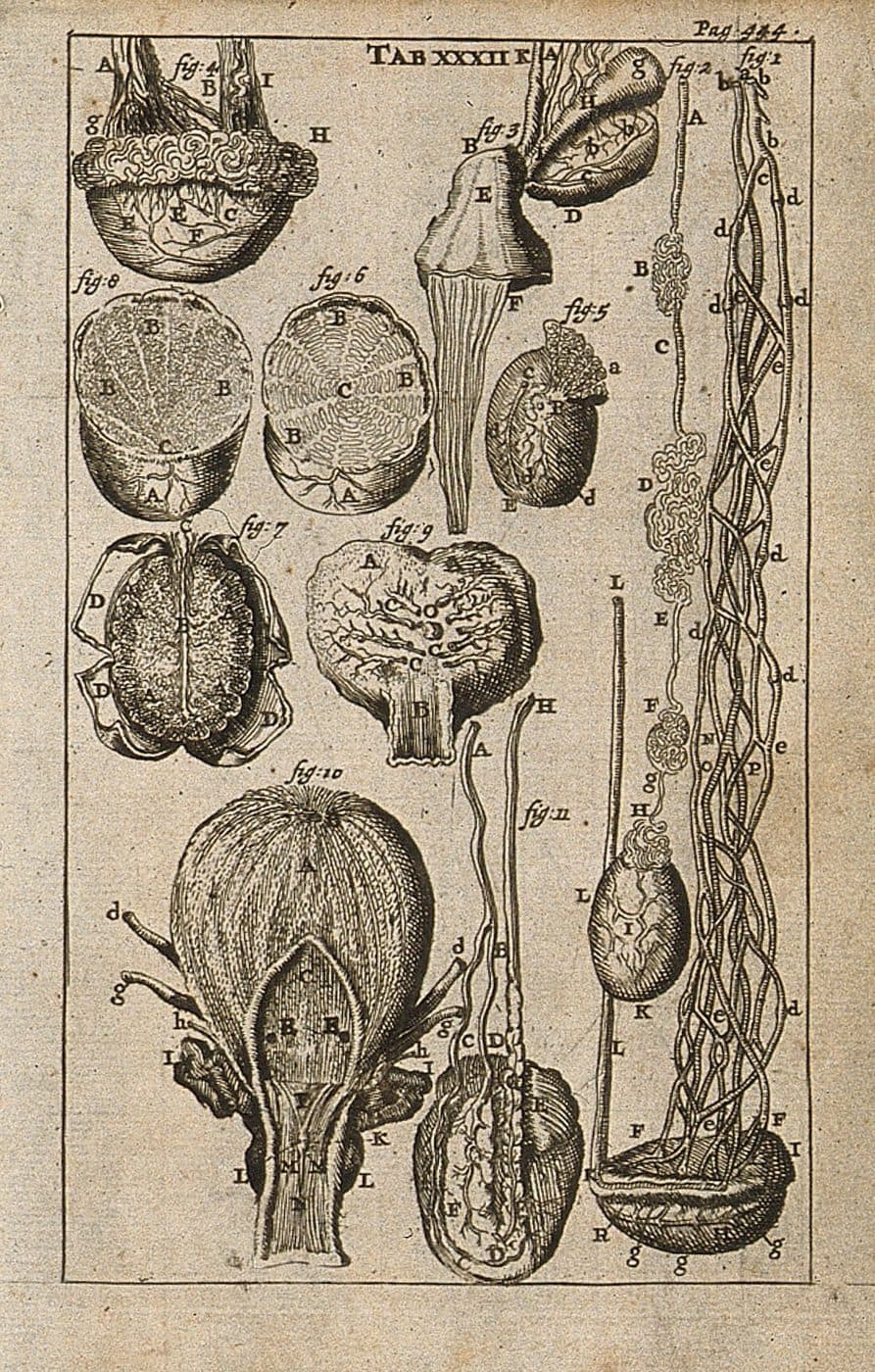 Antique plate of botanical and anatomical specimens