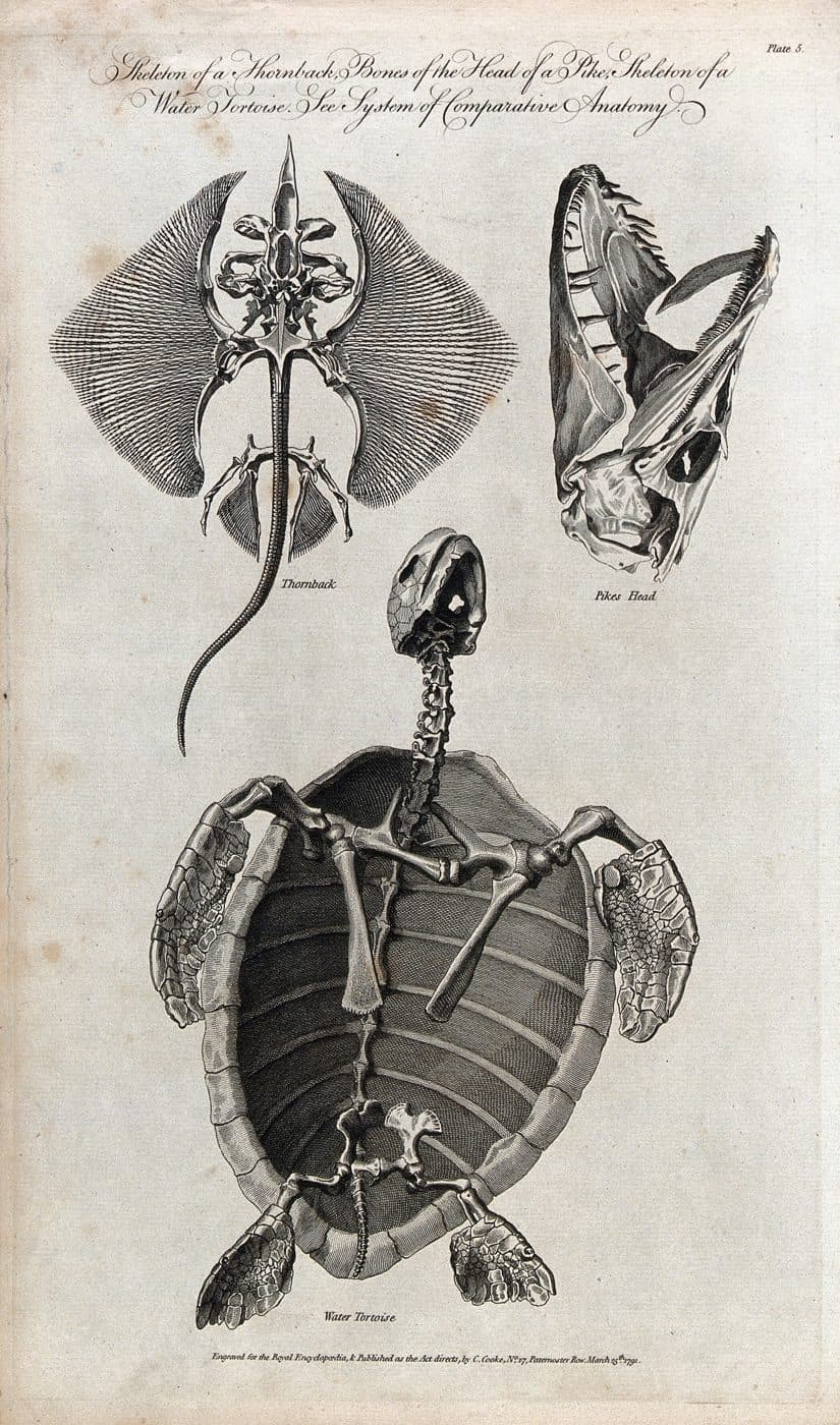 Engraving: collection of skeletal views, ray and tortoise