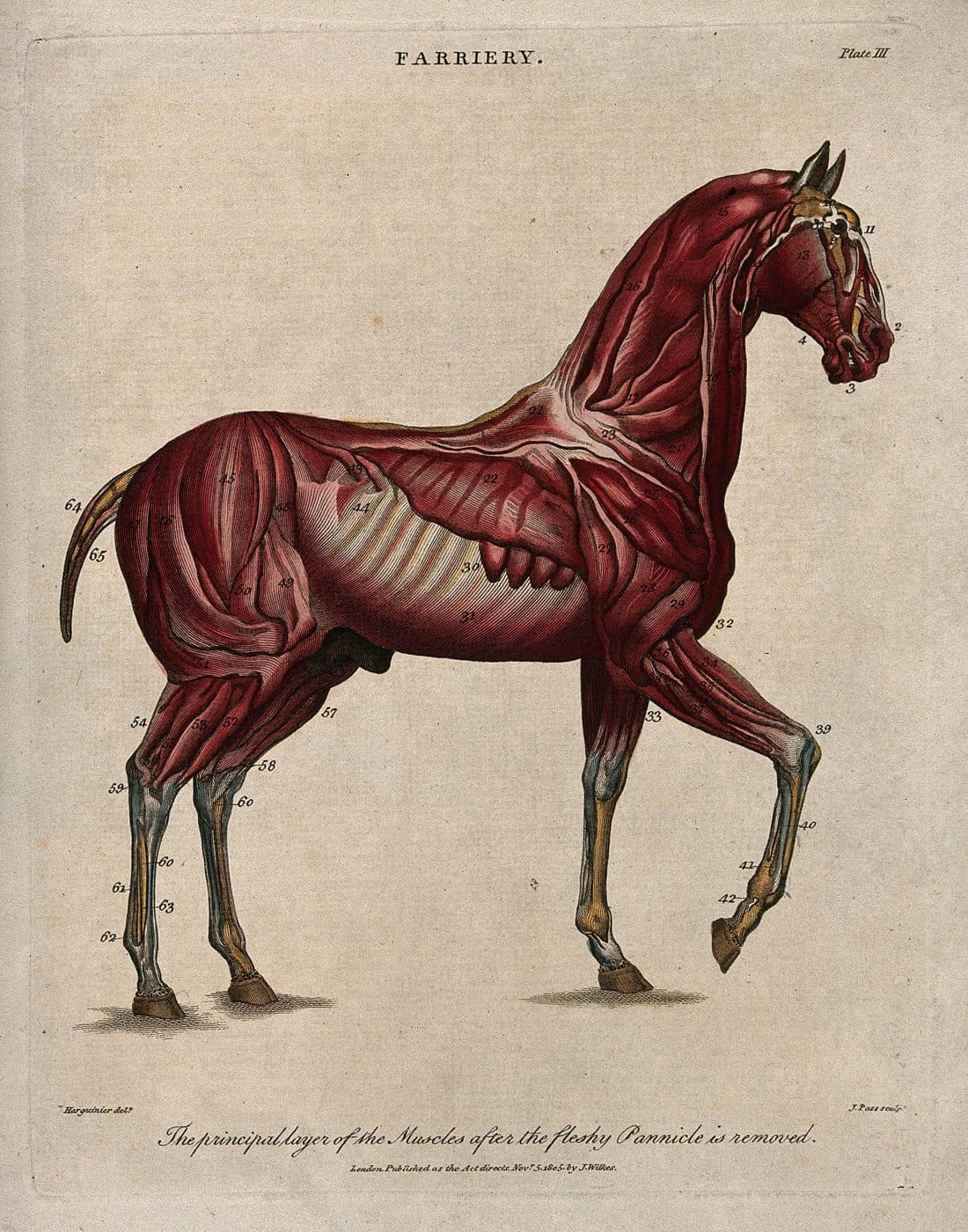 Farriery plate: equine musculature ecorche