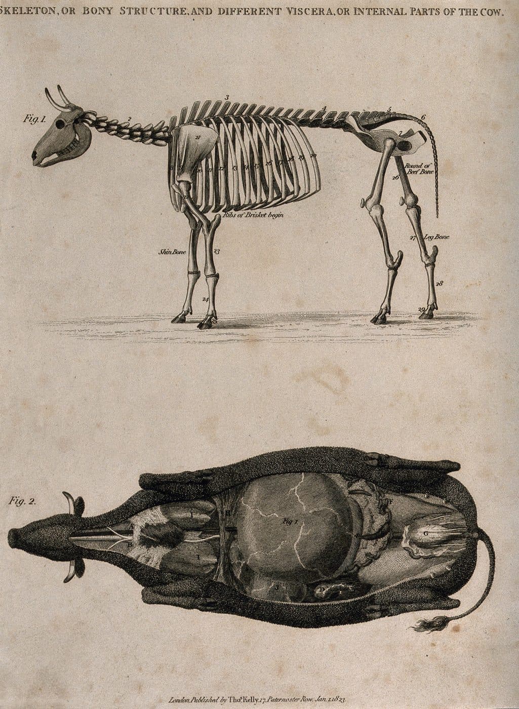 Engraving: skeleton and internal viscera of the cow