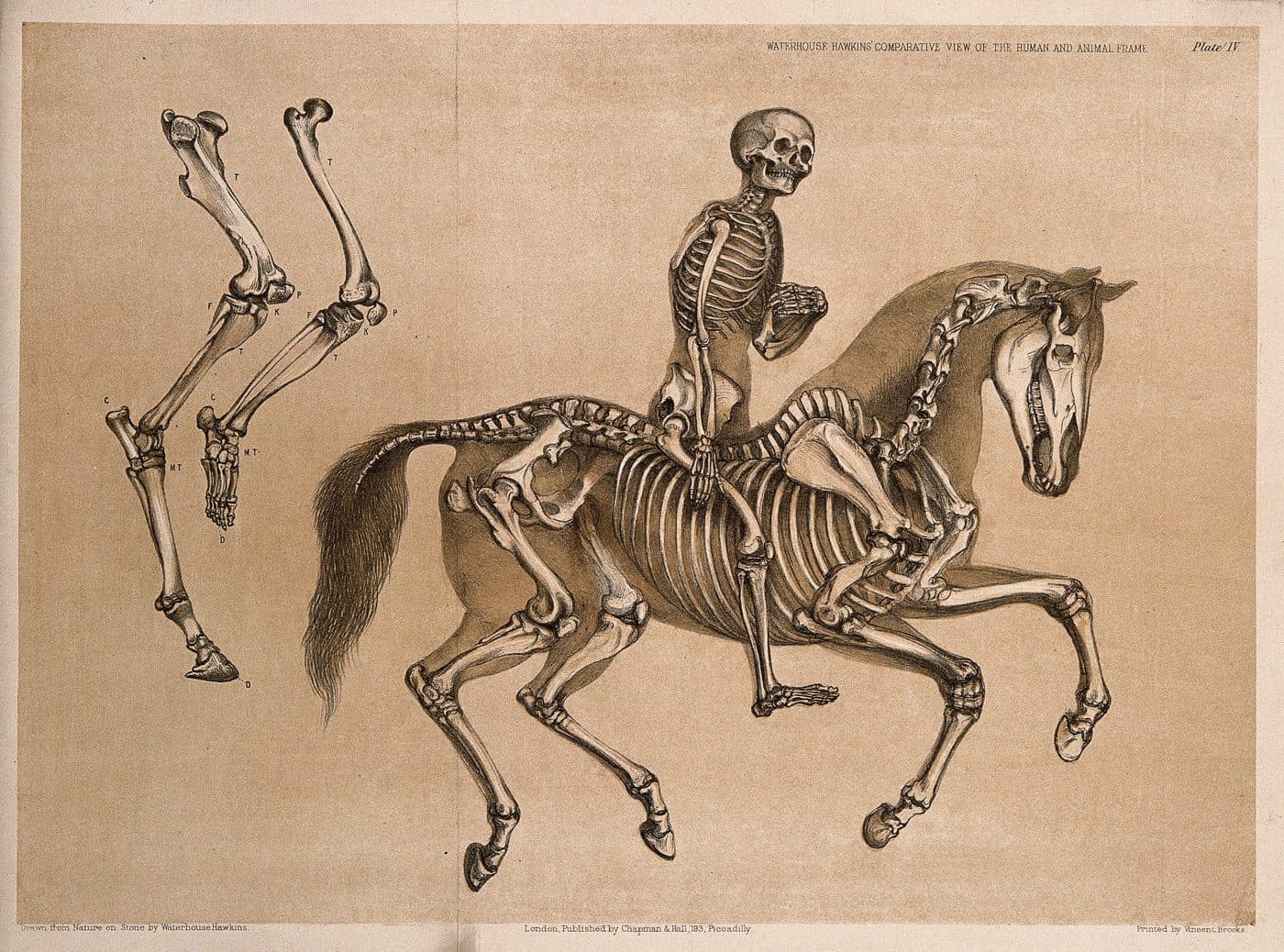 Engraving: human skeleton riding a horse skeleton