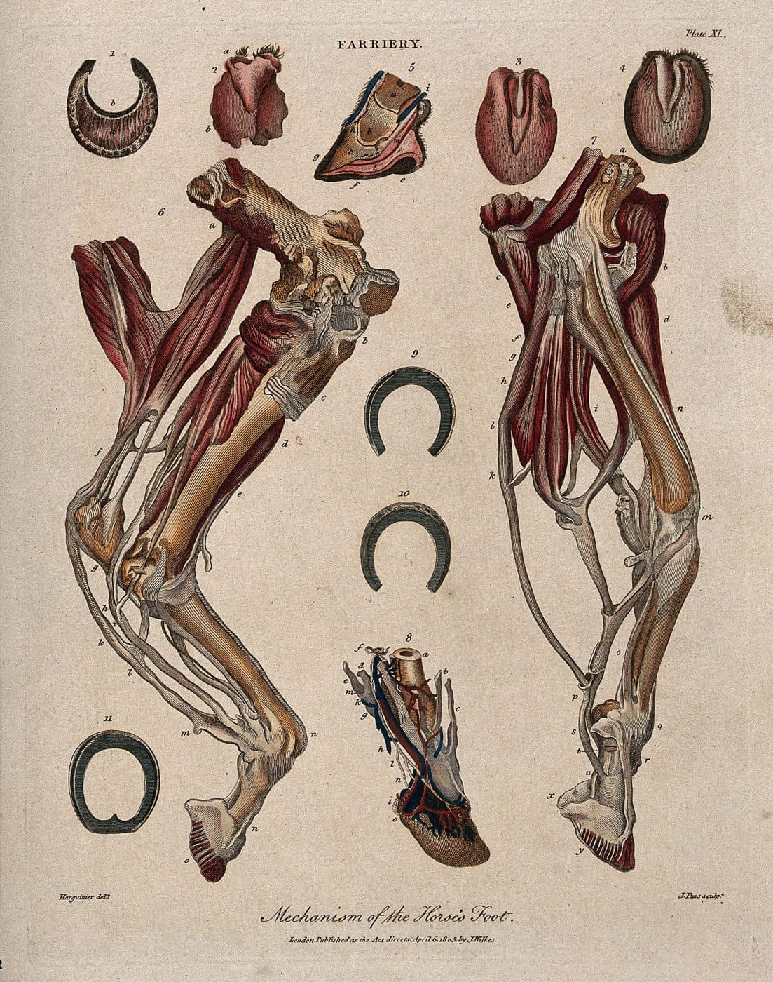 Antique farriery plate: dissection of limb musculature