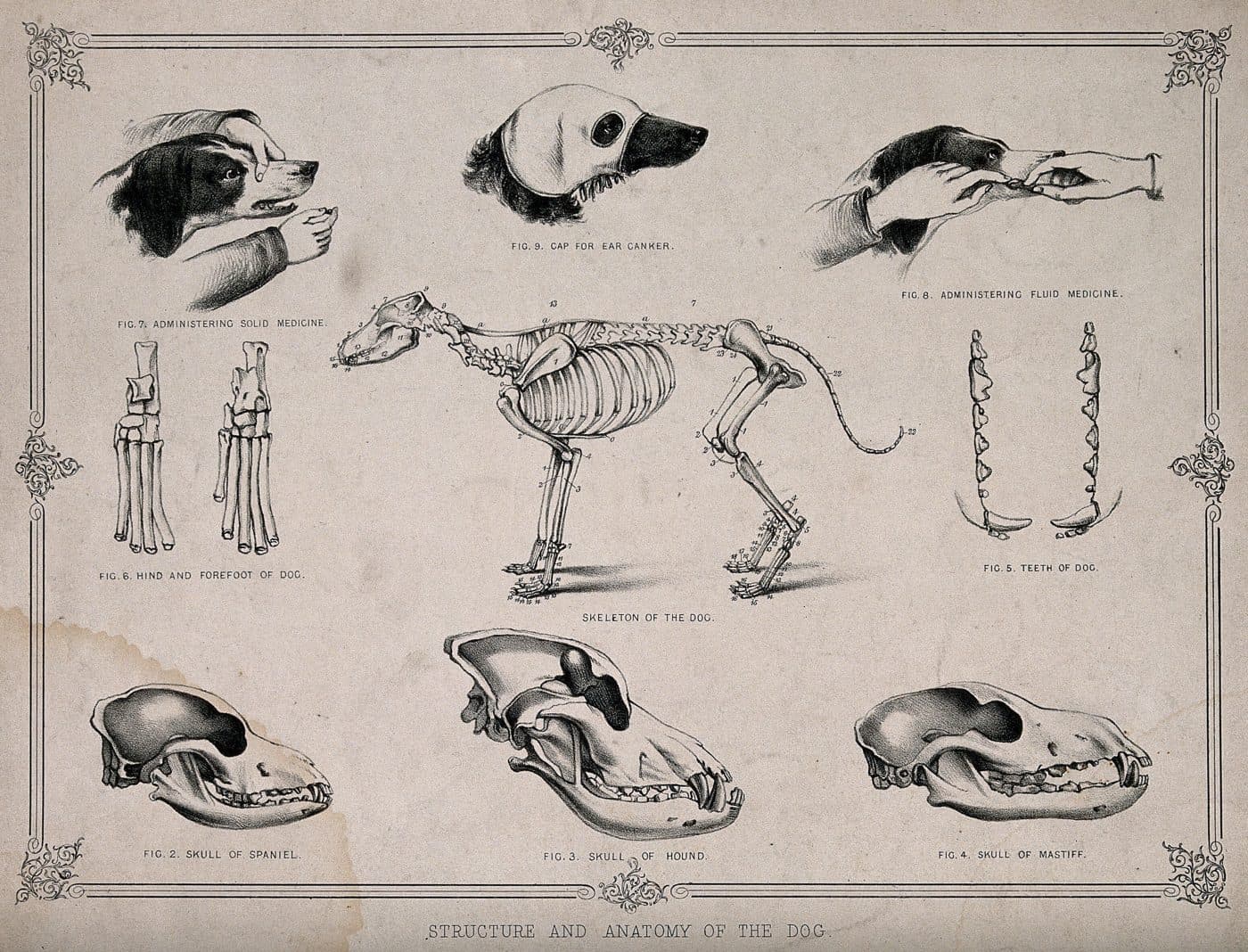 Engraving: structure and anatomy of the dog with skull studies