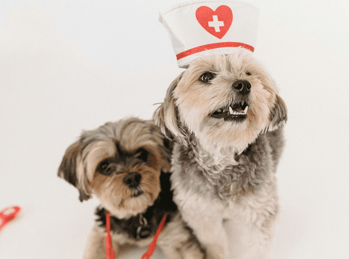 Dogs dressed as veterinarians with medical hats